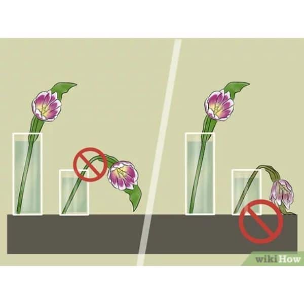 como se cuidan los tulipanes floreros transparentes
