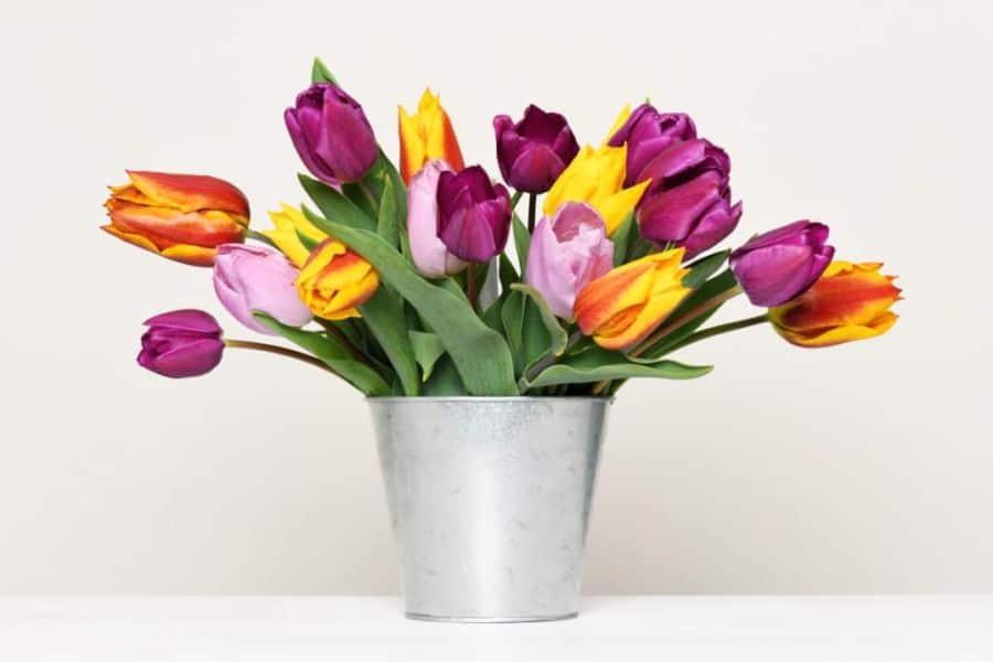como se cuidan los tulipanes macetas metalicas