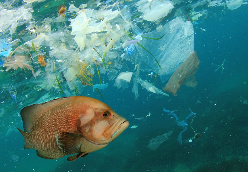 contaminación del mar consecuencias plastico