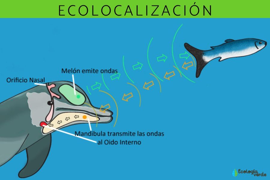 ejemplos de sonidos naturales ecolocalización