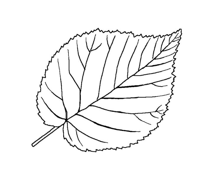 hojas de otoño dibujo patron