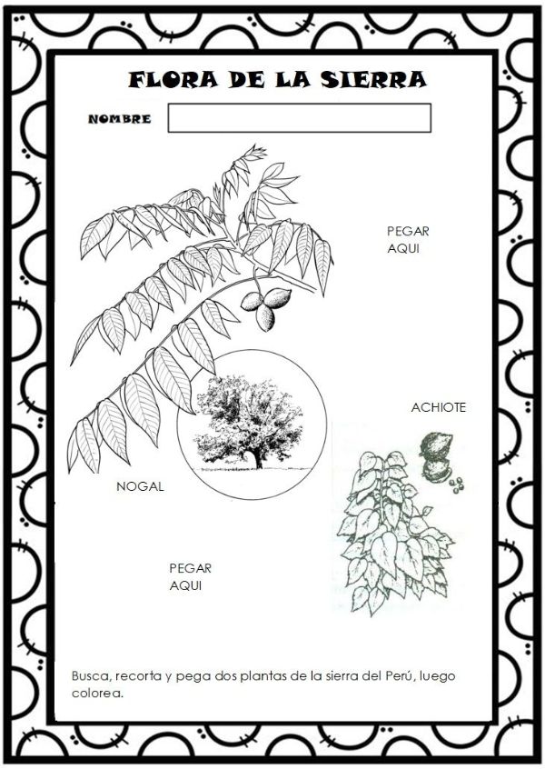plantas de la selva para dibujar tipo monografía