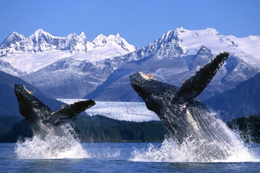 fotos de la naturaleza impresionantes ballenas