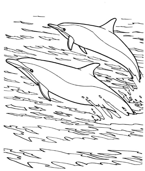 animales acuáticos para colorear delfines