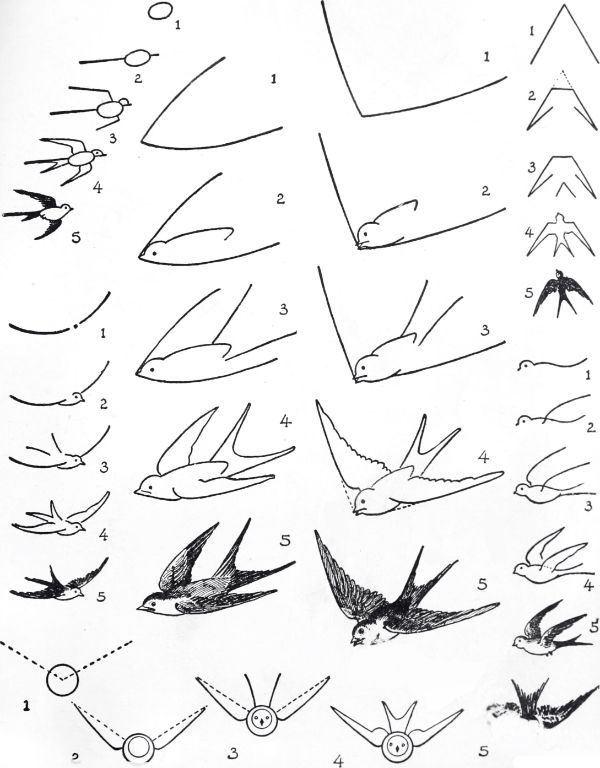 dibujos de pájaros fáciles parvada