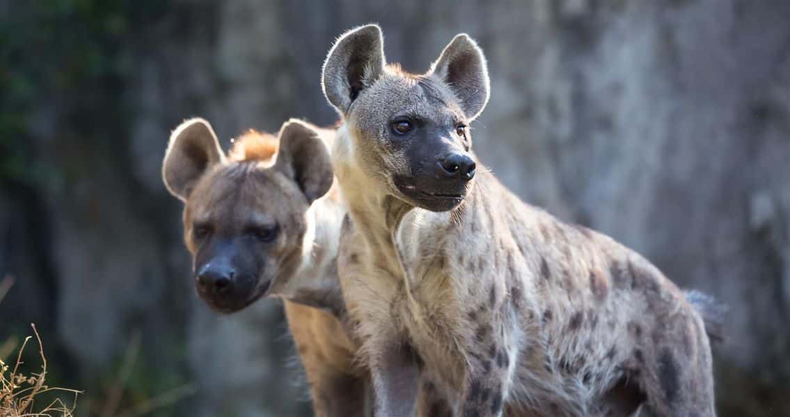 imagenes de animales de africa hienas