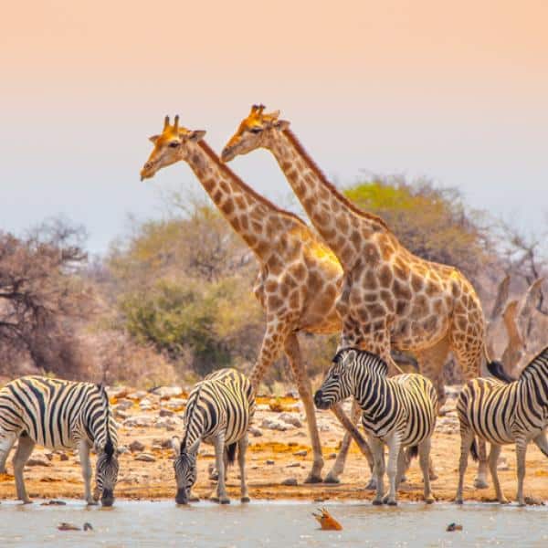imagenes de animales de africa jirafas y cebras